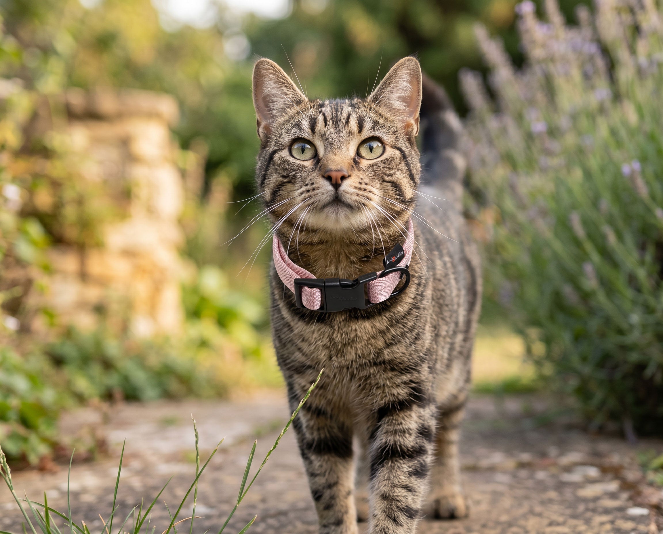 Katten
