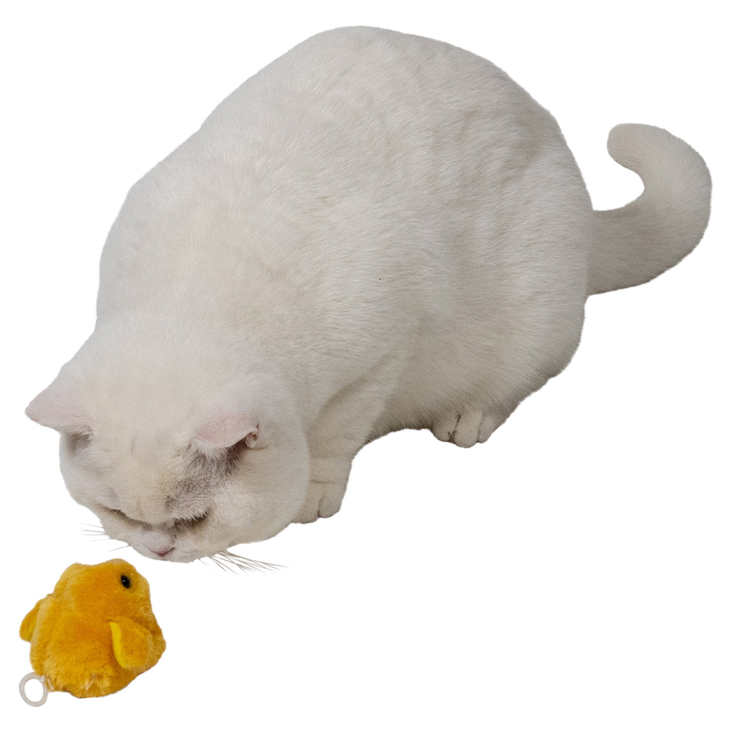 Jack and Vanilla Kattenspeeltje House of Colors Cat Toys - 6x11x6cm - Meerkleurig