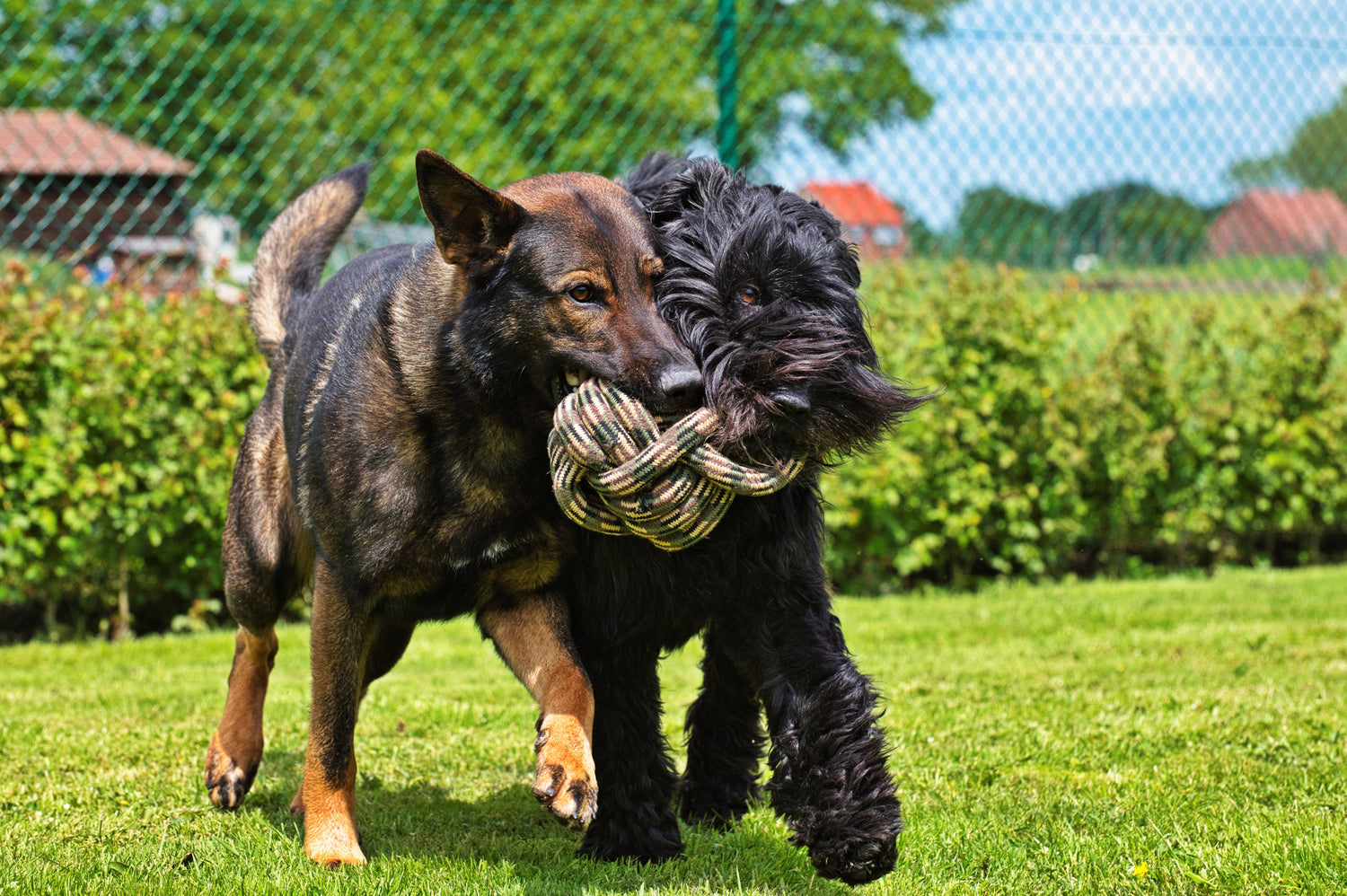 Jack and Vanilla Hondenspeeltje Sport Camouflage - 34cm - Groen/Bruin