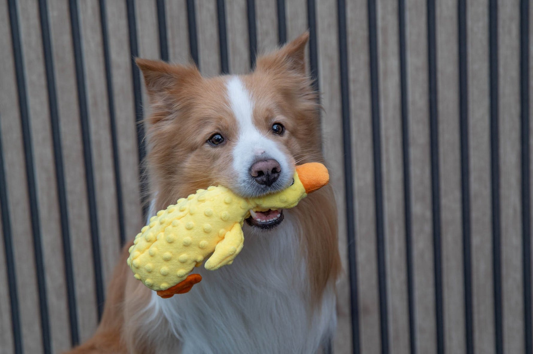 Jack and Vanilla speeltje voor honden