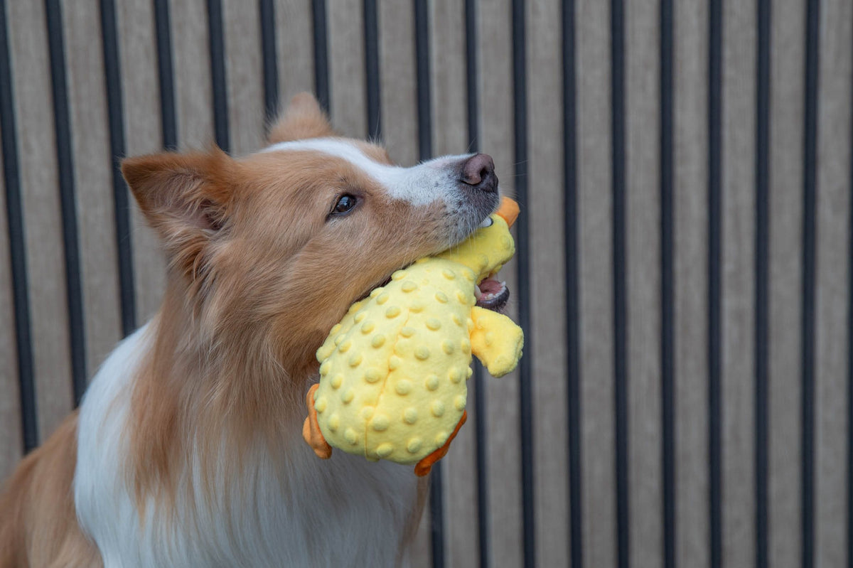 Jack and Vanilla speeltje voor honden