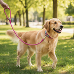 High5Dogs hondenlijn voor honden
