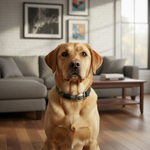 High5Dogs halsband voor honden