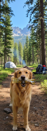 Laika Bone snack voor honden