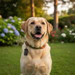 Jack and Vanilla halsband voor honden, groen, 50 cm