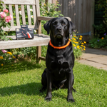 Jack and Vanilla halsband voor honden, oranje, 75 cm