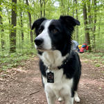 Jack and Vanilla halsband voor honden, grijs, 65 cm
