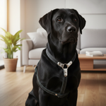 Jack and Vanilla tuigje voor honden, zwart, 30 cm