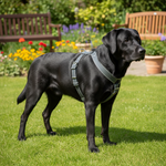Jack and Vanilla tuigje voor honden, grijs, 60 cm