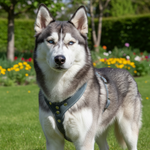 Jack and Vanilla tuigje voor honden, grijs, 45 cm