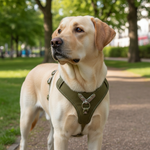 Jack and Vanilla tuigje voor honden, groen, 25 cm