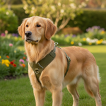 Jack and Vanilla tuigje voor honden, groen, 30 cm