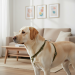 Jack and Vanilla tuigje voor honden, groen, 35 cm