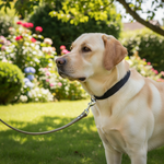 Jack and Vanilla hondenlijn voor honden, groen, 50 cm