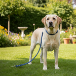 Jack and Vanilla product voor honden, blauw, 47 cm