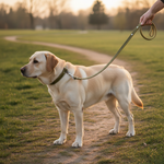 Jack and Vanilla product voor honden, groen, 128 cm