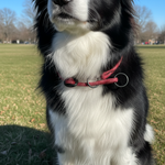 Jack and Vanilla halsband voor honden, rood, 35 cm