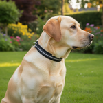 Jack and Vanilla halsband voor honden, zwart, 30 cm