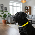 Jack and Vanilla halsband voor honden, geel, 75 cm
