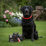 Jack and Vanilla halsband voor honden, rood, 75 cm