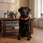 Jack and Vanilla halsband voor honden, rood, 75 cm