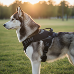 Jack and Vanilla tuigje voor honden, grijs, 60 cm