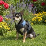 Jack and Vanilla tuigje voor honden, blauw, 55 cm