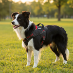 Jack and Vanilla tuigje voor honden, rood, 55 cm