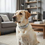 Jack and Vanilla halsband voor honden, zilver, 30 cm