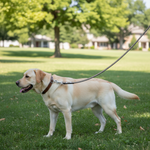 Jack and Vanilla hondenlijn voor honden, goud, 100 cm