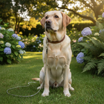 Jack and Vanilla product voor honden, goud, 110 cm