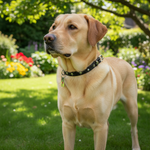 Jack and Vanilla halsband voor honden, zwart, 35 cm