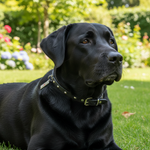 Jack and Vanilla halsband voor honden, zwart, 40 cm