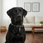 Jack and Vanilla halsband voor honden, zwart, 40 cm