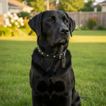 Jack and Vanilla halsband voor honden, zwart, 45 cm