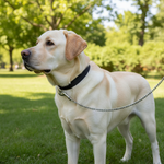 Jack and Vanilla product voor honden, zwart, 110 cm