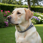 Jack and Vanilla halsband voor honden, grijs, 40 cm