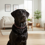 Jack and Vanilla halsband voor honden, zwart, 50 cm