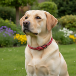 Jack and Vanilla halsband voor honden, rood, 40 cm