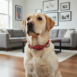Jack and Vanilla halsband voor honden, rood, 40 cm