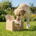 Haba's kauwbot voor honden