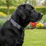 Jack and Vanilla halsband voor honden, zwart, 26 cm