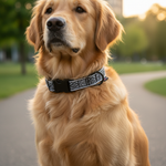 Jack and Vanilla halsband voor honden, zwart, 65 cm