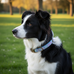 Jack and Vanilla halsband voor honden, 65 cm