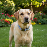 Jack and Vanilla halsband voor honden, 65 cm
