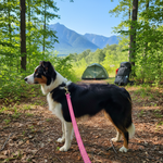 Jack and Vanilla hondenlijn voor honden, 120 cm