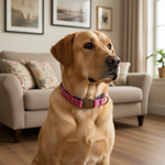 Jack and Vanilla halsband voor honden, 65 cm