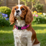 Jack and Vanilla halsband voor honden, roze, 47 cm