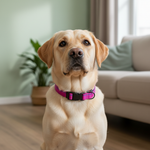 Jack and Vanilla halsband voor honden, roze, 47 cm