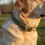 Jack and Vanilla halsband voor honden, 24 cm